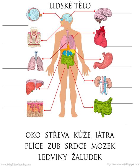 Ilustračná schéma ženského tela s vyznačenými oblasťami ukladania tuku