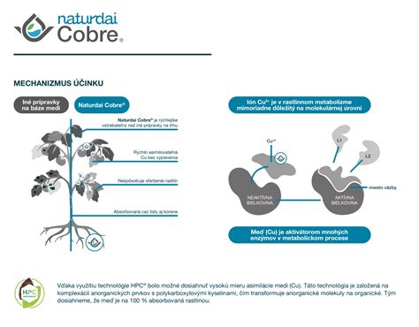 Infografika zobrazujúca mechanizmus účinku zázvoru na metabolizmus a chudnutie