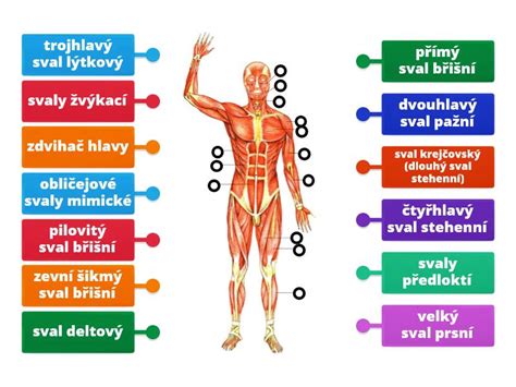 Infografika zobrazujúca rozloženie svalov v oblasti zadku
