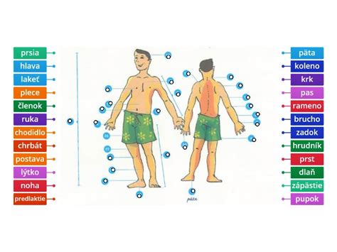 Diagram zobrazujúci eliptický pohyb nôh a pôsobenie rukovätí na hornej časti tela