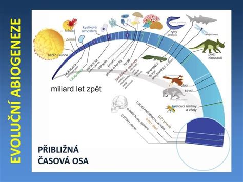 Schéma vývoja života v prekambriu