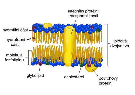 štruktúra fosfolipidovej molekuly a bunkovej membrány