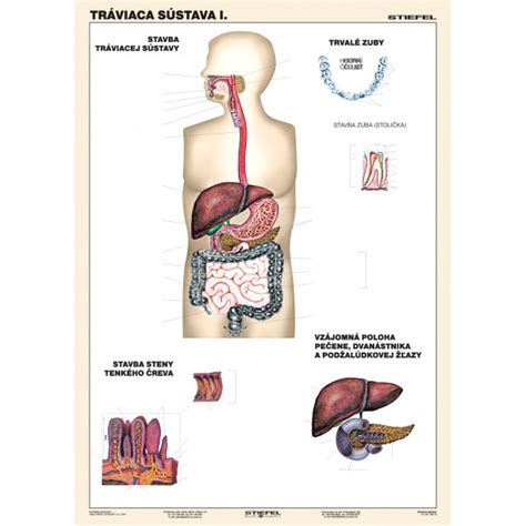Ilustrácia tráviacej sústavy človeka.