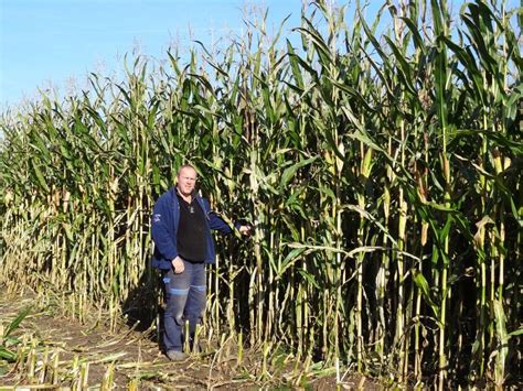 Ilustračná fotografia zrelých klasov kukurice na poli
