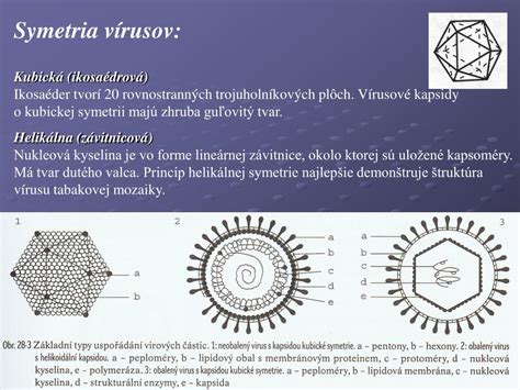 Schematické znázornenie helikálnej a ikozaédrovej štruktúry kapsidy vírusov