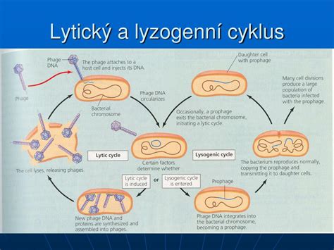 Diagram porovnávajúci lytický a lyzogénny cyklus vírusu