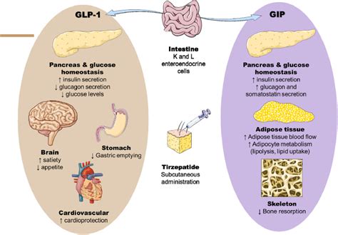 Ilustrácia zobrazujúca účinok liekov na hormóny GLP-1 a GIP na reguláciu chuti do jedla a metabolizmu.
