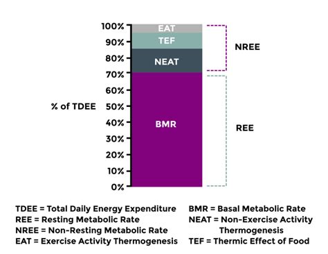 Ilustrácia znázorňujúca rozdelenie denného energetického výdaja na BMR, TEF, EAT a NEAT.