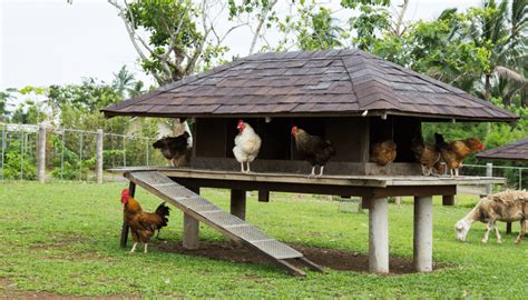 Ilustračná fotografia rôznych druhov semien a orechov vhodných pre sliepky