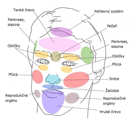 Ilustrácia tváre s vyznačenými lícami a bradou