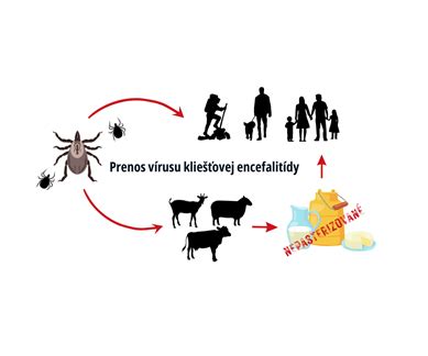 Ilustrácia znázorňujúca prenos vírusu mononukleózy slinami a bežnými predmetmi.
