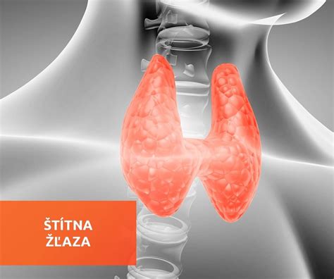 Ilustrácia znázorňujúca štítnu žľazu a jej vplyv na metabolizmus.