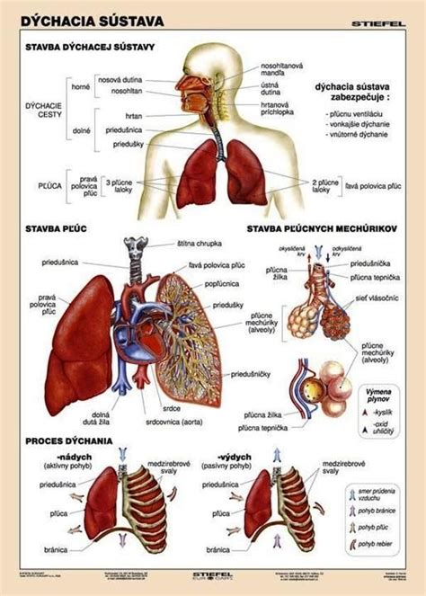 Schéma dýchacieho systému človeka s vyznačenými oblasťami, ktoré môžu byť postihnuté pľúcnymi chlamýdiami (pľúca, priedušky, prínosové dutiny).