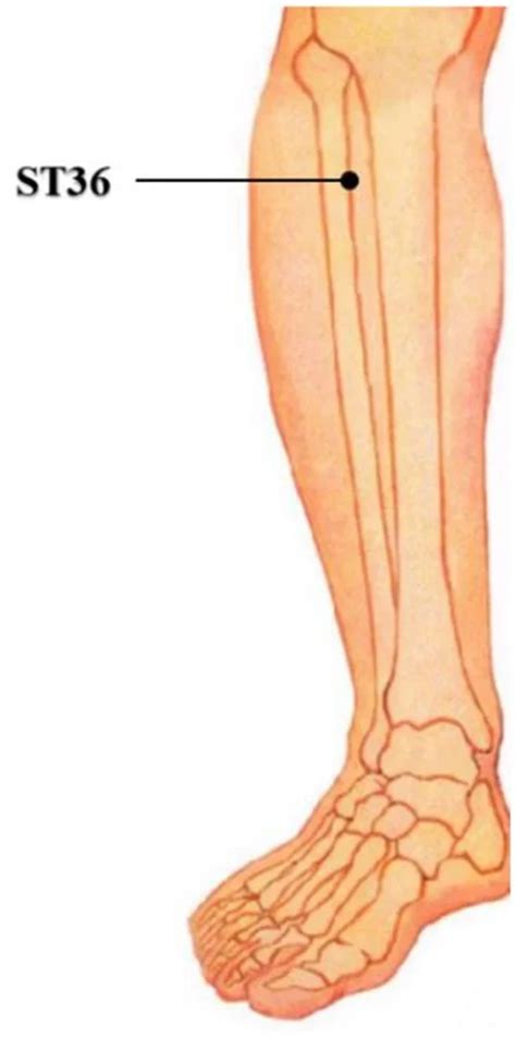 Schéma akupresúrnych bodov P6, ST36, LV3, SP6