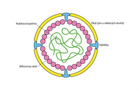 Ilustračná schéma vírusov spôsobujúcich gastroenteritídu