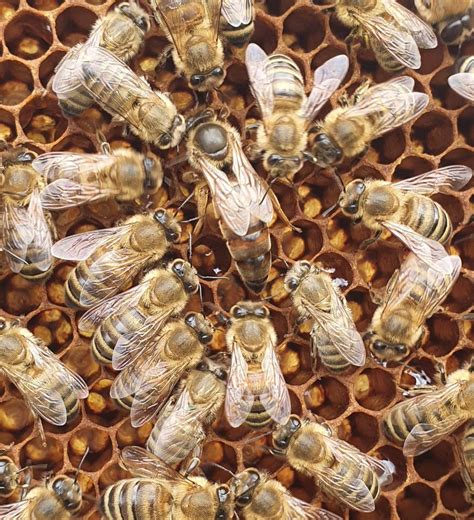 Ilustračná fotografia zlatého medu vo včelom plástu