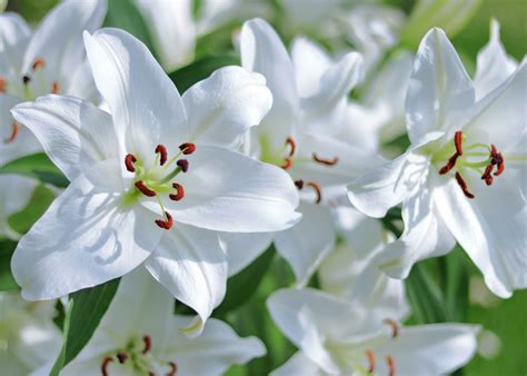 Interiér čajovne Biela ľalia s útulnou atmosférou