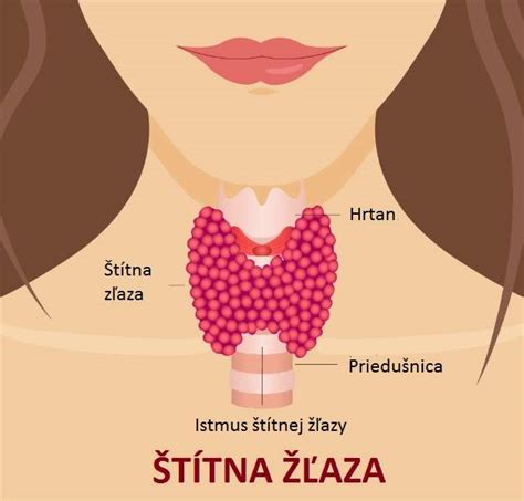 anatómia štítnej žľazy a jej umiestnenie v krku