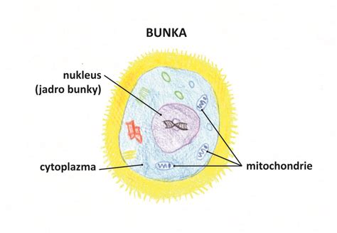 Ilustrácia mitochondrie a jej úlohy pri produkcii energie