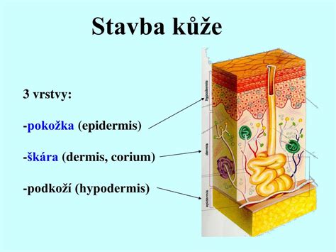 štruktúra pokožky a vrstvy kože s nápisom 