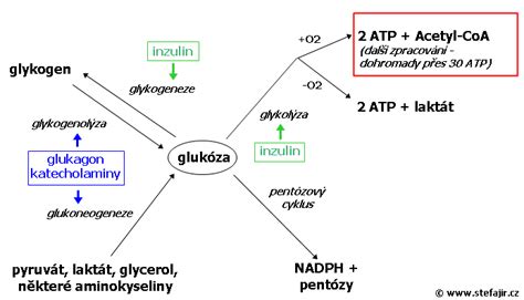 Shema hlavných metabolických dráh glukózy (glykolýza, glykogenéza, glykogenolýza, glukoneogenéza)