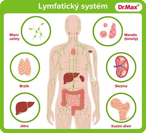 Schéma lymfatického systému v ľudskom tele