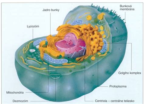 Ilustrácia mechanizmu rozbitia tukovej bunky ultrazvukovou vlnou a následného metabolického spracovania uvoľnených látok.