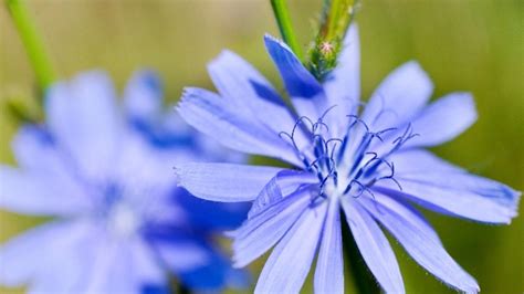 Ilustračná fotografia modrých kvetov čakanky obyčajnej