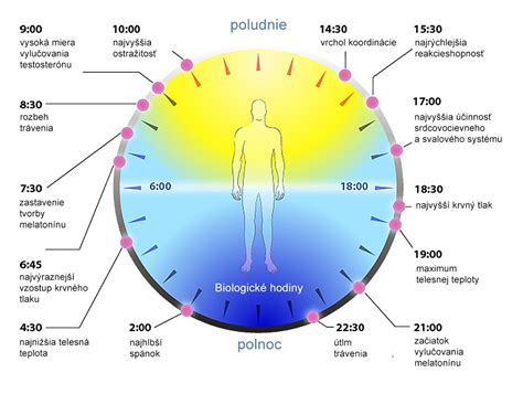 Ilustrácia znázorňujúca vplyv tmy a svetla na produkciu melatonínu.