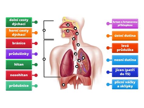 Infografika zobrazujúca účinky perličkového kúpeľa na obehový systém.