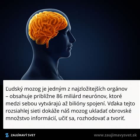 Ilustrácia znázorňujúca os mozog-črevo