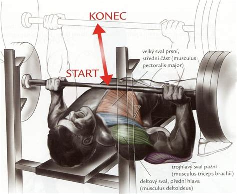 Bench press na rovnej lavičke s veľkou činkou.
