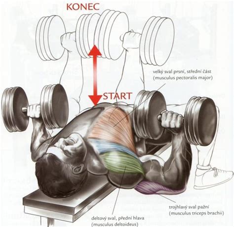 Tlaky s jednoručkami na rovnej lavičke.