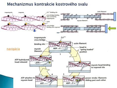 Ilustrácia princípu fungovania vibračného pásu - svalové kontrakcie a spaľovanie tukov.