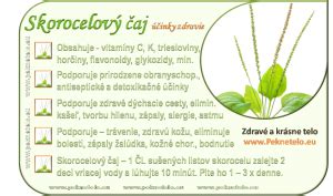 Porovnanie listov skorocelu kopijovitého a skorocelu väčšieho