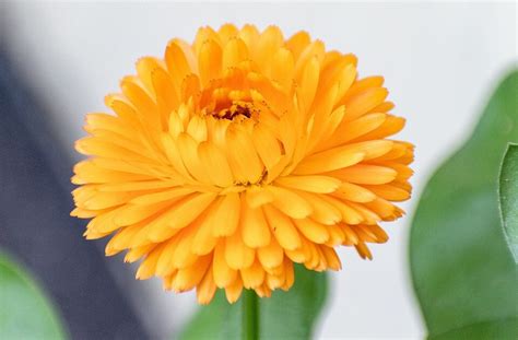 Ilustračná fotografia rôznych foriem využitia skorocelu (čaj, masť, obklad)