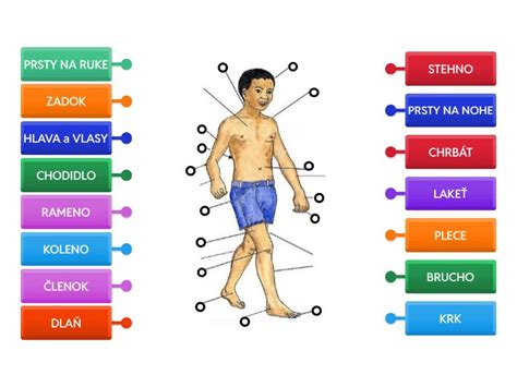 infografika zobrazujúca rozdelenie tela na jednotlivé časti a typy tkanív (svaly, tuk, voda)