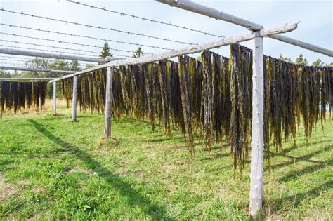 Ilustračná fotografia morskej riasy kelp