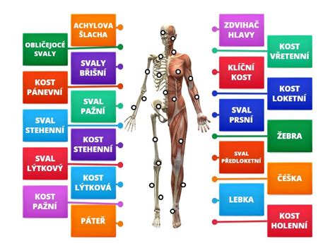 Infografika zobrazujúca rôzne zložky tela (tuk, svaly, voda) a ich dôležitosť