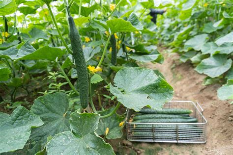 Ilustračné foto čerstvých uhoriek na pultoch obchodu