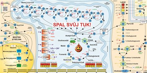 Schéma znázorňujúca metabolické procesy v pečeni