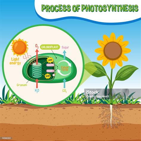 Schéma anabolických a katabolických procesov v metabolizme