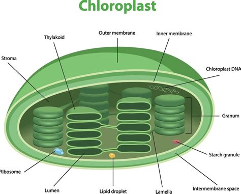 Diagram chloroplastu s vyznačenými miestami primárnych a sekundárnych procesov fotosyntézy