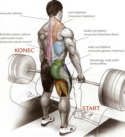 Koláž obrázkov znázorňujúcich drepy, mŕtvy ťah, kliky a angličáky