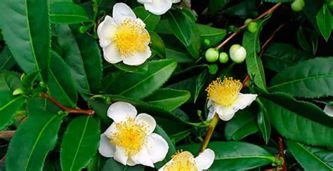 Ilustračná fotografia čajových lístkov Camellia sinensis
