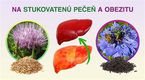Ilustrácia znázorňujúca vplyv alkoholu na pečeň a mozog