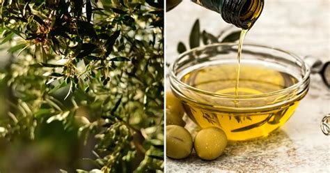 ilustrácia čerstvého olivového oleja s trávnatým nádychom