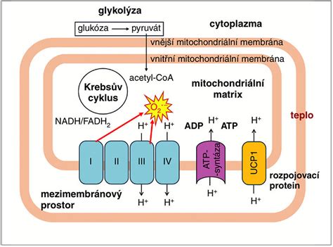 Vizualizácia cyklu tvorby energie v mitochondriách.