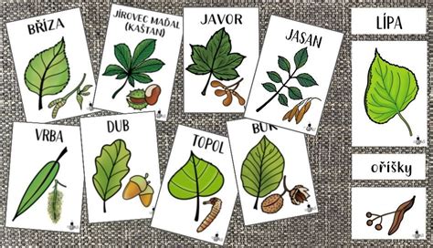 Ilustračný obrázok rôznych druhov kostí vhodných na prípravu vývaru