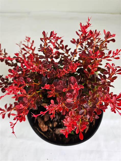 Náčrt kávovníka s plodmi a listami